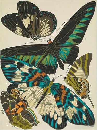 Buntes Unregelmäßiges Puzzle - Vintage Specimens Butterflys Plakat Bilder - Difficult Puzzle 1000 Teile - Für Erwachsene Stress Relief Spiel Kunst Bild - Heim-Dekoration Wn474Zk von RUIYANMQ