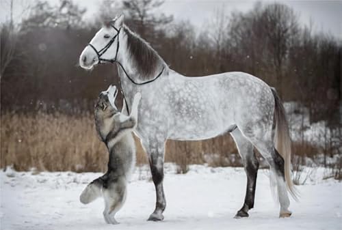 RUIYANMQ 1000 Pieces,Buntes Puzzle,Unregelmäßiges Puzzle Gifts,Irregular Pieces,Huskys Dog and Horse Posters Wall Decor,for Adults Lernspielzeug Für Die Ganze Familie,Dx306Zp RUIYANMQ 1000 Pieces,Buntes Puzzle,Unregelmäßiges Puzzle Gifts,Irregular Pieces,Huskys Dog and Horse Posters Wall Decor,for Adults Lernspielzeug Für Die Ganze Familie,Dx306Zp von RUIYANMQ
