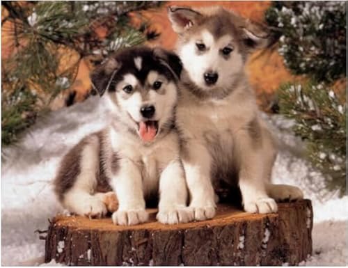 RUIYANMQ Puzzle 1000 Teile Tier Niedliche Hunde Poster Holzpuzzle Für Erwachsene Familie Dekompression Spiele Kx429Zy RUIYANMQ Puzzle 1000 Teile Tier Niedliche Hunde Poster Holzpuzzle Für Erwachsene Familie Dekompression Spiele Kx429Zy von RUIYANMQ