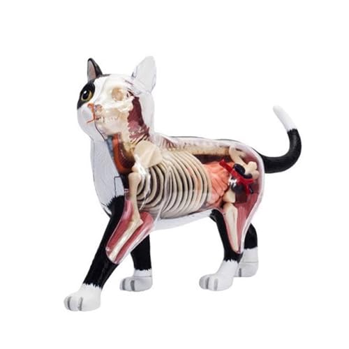 4D Schwarz Weiß Anatomie Modell Puzzle Spielzeug Simulation Tiere Organismen Organe Medizin Bildung 4D Schwarz Weiß Anatomie Modell Puzzle Spielzeug Simulation Tiere Organismen Organe Medizin Bildung von RWAJZAX