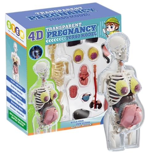 Menschliches Körpermodell für Kinder 8, 5 Zoll entfernbare Schwangere Frau menschliches Anatomie Modell Kunststoff Early Learning Toy Pädagogische Erziehungswissenschaft Kits Menschliches Körpermodell für Kinder 8, 5 Zoll entfernbare Schwangere Frau menschliches Anatomie Modell Kunststoff Early Learning Toy Pädagogische Erziehungswissenschaft Kits von Rachlicy