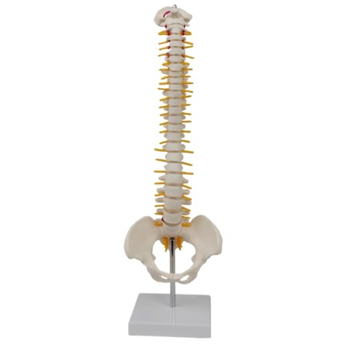 Wirbelsäulenmodell mit Wirbeln, Nerven, Arterien und Lendensäule, Kunststoff -Skelettmodell für das menschliche Wirbelsäule, Becken mit Ständer für anatomische medizinische Unterrichtswerkzeuge Wirbelsäulenmodell mit Wirbeln, Nerven, Arterien und Lendensäule, Kunststoff -Skelettmodell für das menschliche Wirbelsäule, Becken mit Ständer für anatomische medizinische Unterrichtswerkzeuge von Rachlicy