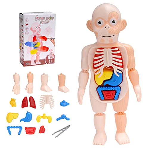 Ranuw 1 Satz Kinderbildungsblock Puzzle Lernspielzeug Anatomie Spielbrett 3D DIY Miniatur Modell Eines Menschlichen Körperorgans Wissenschaftsspielzeug Für Kleinkinder Vorschul Wissenschaftsspielzeug von Ranuw