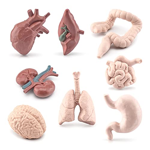 Ranuw 3D Modelle Menschlicher Körperorgane 8 Stück Kinder Montessori Lernhilfen Schule Menschlicher Torso Bildung Unterricht Requisiten Menschliches Körpermodell Für Kinder Menschliches Schüler von Ranuw