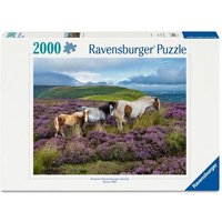 Erwachsenenpuzzle 2000 Teile - Wildpferde in der Heide Erwachsenenpuzzle 2000 Teile - Wildpferde in der Heide von Ravensburger Verlag GmbH