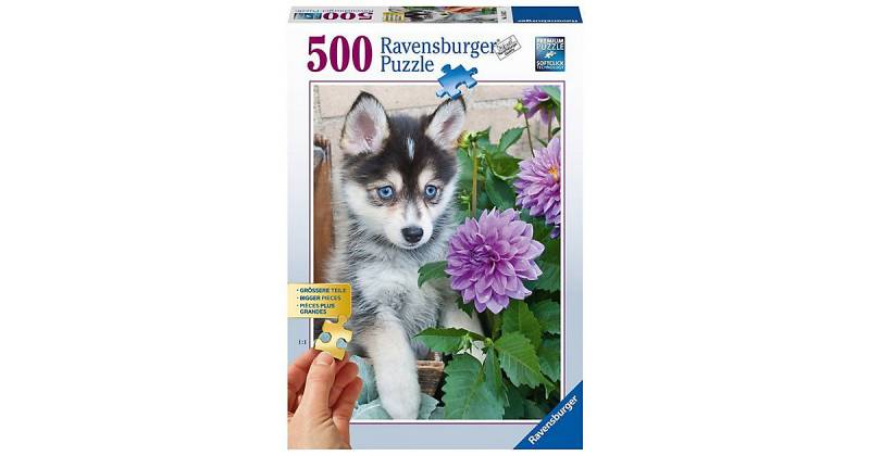 Puzzle 500 Teile, 61x46 cm, Gold Edition: größere Teile, Putziger Husky von Ravensburger