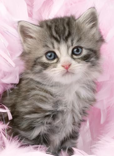 Ravensburger Puzzle für Erwachsene – Puzzle 500 Teile – Süße Kätzchen – Erwachsene und Kinder ab 12 Jahren – Hochwertiges Puzzle – Katze – Tiere – 12000077 von Ravensburger