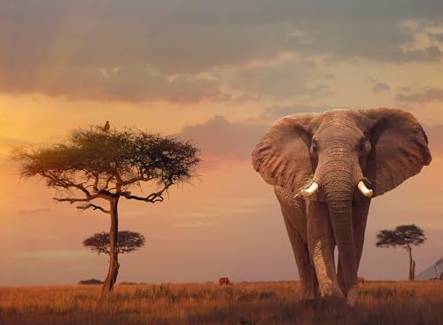 Ravensburger Puzzle 12000392 - Afrikanischer Elefant - 500 Teile Puzzle für Erwachsene und Kinder ab 12 Jahren von Ravensburger