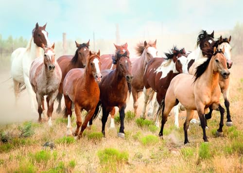 Nathan Puzzle 1000 Teile – Reiten in der Wüste – Erwachsene und Kinder ab 14 Jahren – Premium-Puzzle – Wildlife Collection – 12000919 Nathan Puzzle 1000 Teile – Reiten in der Wüste – Erwachsene und Kinder ab 14 Jahren – Premium-Puzzle – Wildlife Collection – 12000919 von Ravensburger