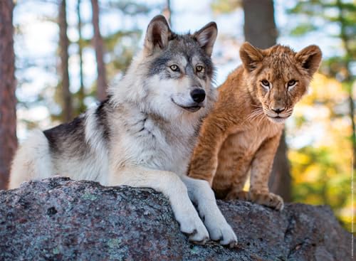 Nathan Puzzle 500 Teile Der Wolf und der Löwe | Erwachsene und Kinder ab 12 Jahren | Premium Puzzle | Perfekte Integration | Wildlife Collection | 12000958 von Ravensburger
