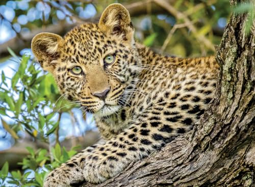 Nathan Puzzle 500 Teile Leopardenaugen Erwachsene und Kinder ab 12 Jahren Premium Puzzle Perfekte Integration Wildlife Collection 12000959 von Ravensburger