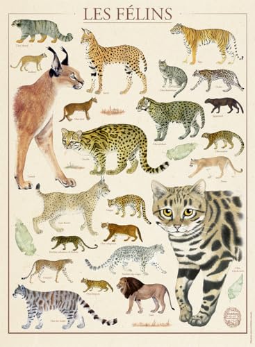 Nathan - Puzzle 500 Teile - Die Katzen/Nationalmuseum für Naturgeschichte - Erwachsene und Kinder ab 12 Jahren - Premium Puzzle - Nostalgie Collection - 12000978 Nathan - Puzzle 500 Teile - Die Katzen/Nationalmuseum für Naturgeschichte - Erwachsene und Kinder ab 12 Jahren - Premium Puzzle - Nostalgie Collection - 12000978 von NATHAN