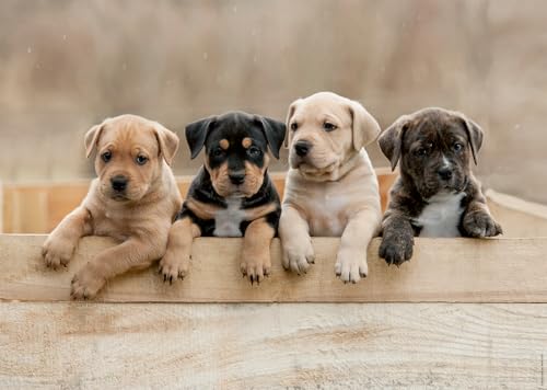 Nathan – Puzzle 1000 Teile – Die American Staffordshire Terriers – Erwachsene und Kinder ab 12 Jahren – Hochwertiges Puzzle – perfekte Integration – Kollektion Tendresse – 12001145 Nathan – Puzzle 1000 Teile – Die American Staffordshire Terriers – Erwachsene und Kinder ab 12 Jahren – Hochwertiges Puzzle – perfekte Integration – Kollektion Tendresse – 12001145 von NATHAN