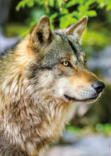 Nathan – Puzzle für Erwachsene – Puzzle 1000 Teile – Europäischer Grauer Wolf – Erwachsene und Kinder ab 14 Jahren – Hochwertiges Puzzle – perfekte Integration – Kollektion Wildlife – 12001146 Nathan – Puzzle für Erwachsene – Puzzle 1000 Teile – Europäischer Grauer Wolf – Erwachsene und Kinder ab 14 Jahren – Hochwertiges Puzzle – perfekte Integration – Kollektion Wildlife – 12001146 von Ravensburger