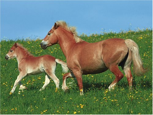 Ravensburger 13040 - Haflinger, 300 Teile Puzzle von Ravensburger