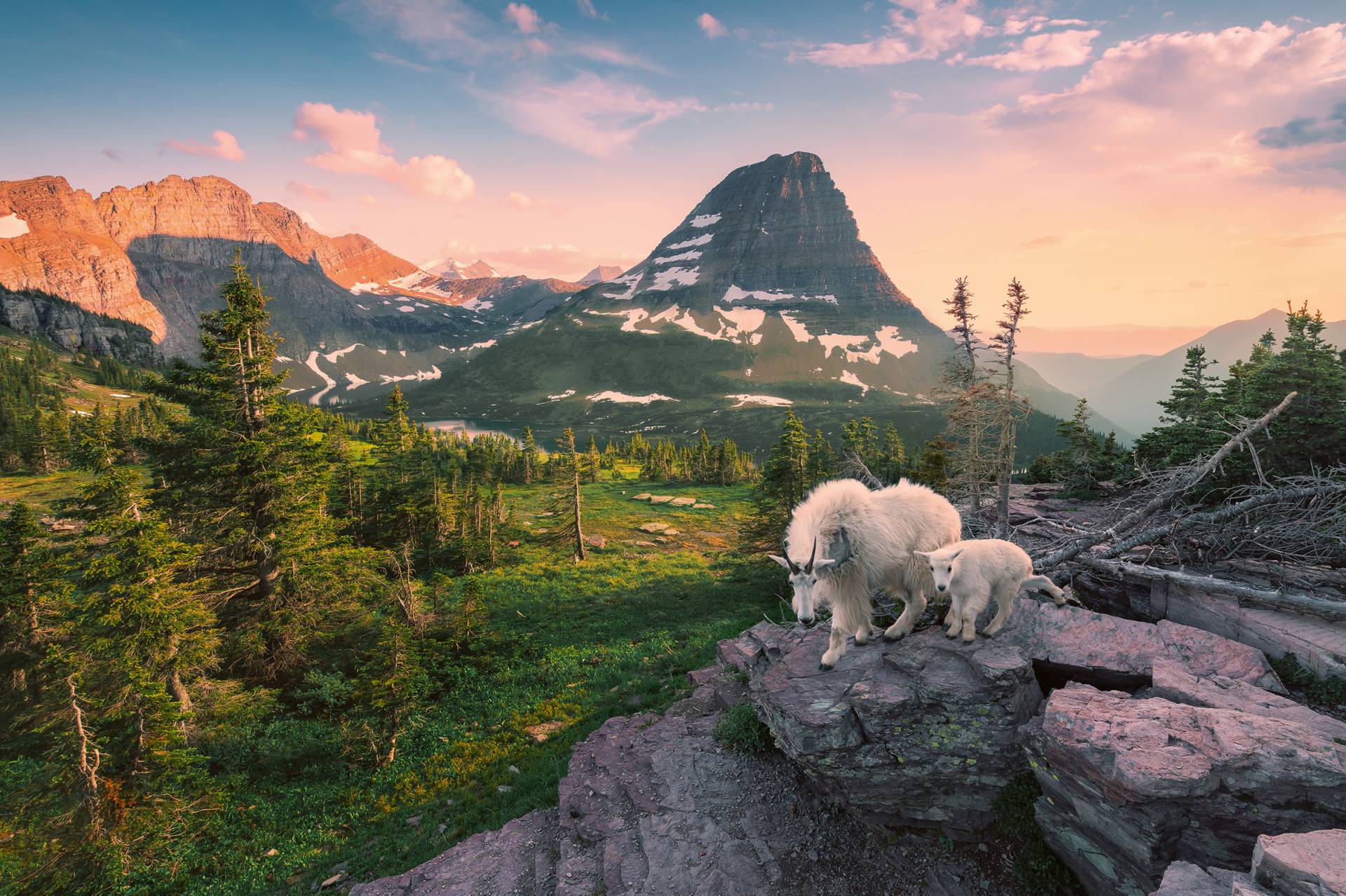 Ravensburger Almbock mit Baby 3000 Teile Puzzle Ravensburger-00809 Ravensburger Almbock mit Baby 3000 Teile Puzzle Ravensburger-00809 von Ravensburger