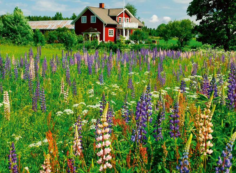 Ravensburger Bauernhof in Schweden (Puzzle Highlight, Scandinavian) 500 Teile Puzzle Ravensburger-00844 von Ravensburger