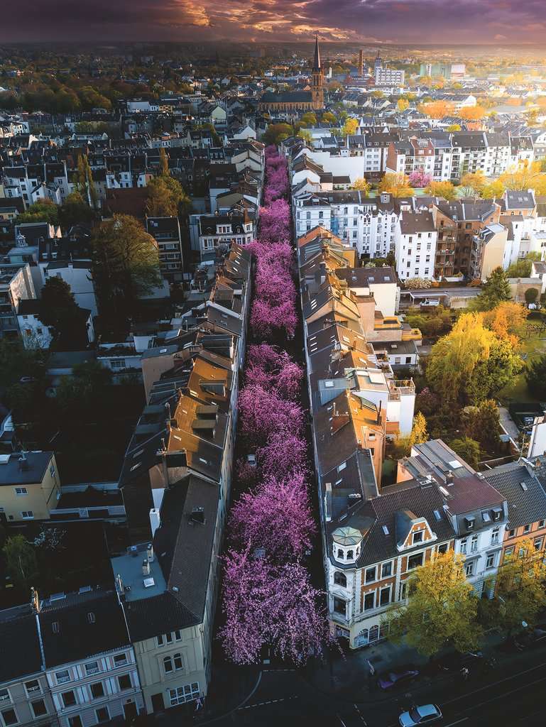 Ravensburger Bonn in Blüten 1500 Teile Puzzle Ravensburger-00730 von Ravensburger