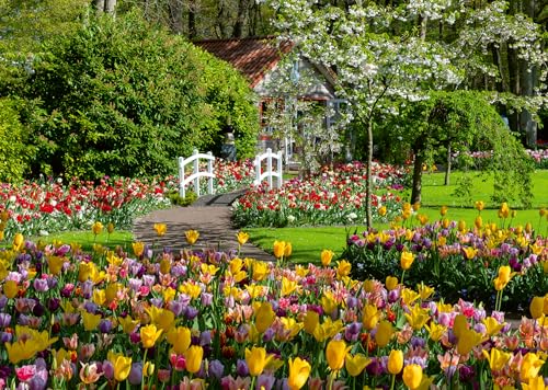 Ravensburger Puzzle 12000851, Beautiful Gardens - Keukenhof Gardens, Niederlande - 1000 Teile Puzzle für Erwachsene und Kinder ab 14 Jahren Ravensburger Puzzle 12000851, Beautiful Gardens - Keukenhof Gardens, Niederlande - 1000 Teile Puzzle für Erwachsene und Kinder ab 14 Jahren von Ravensburger