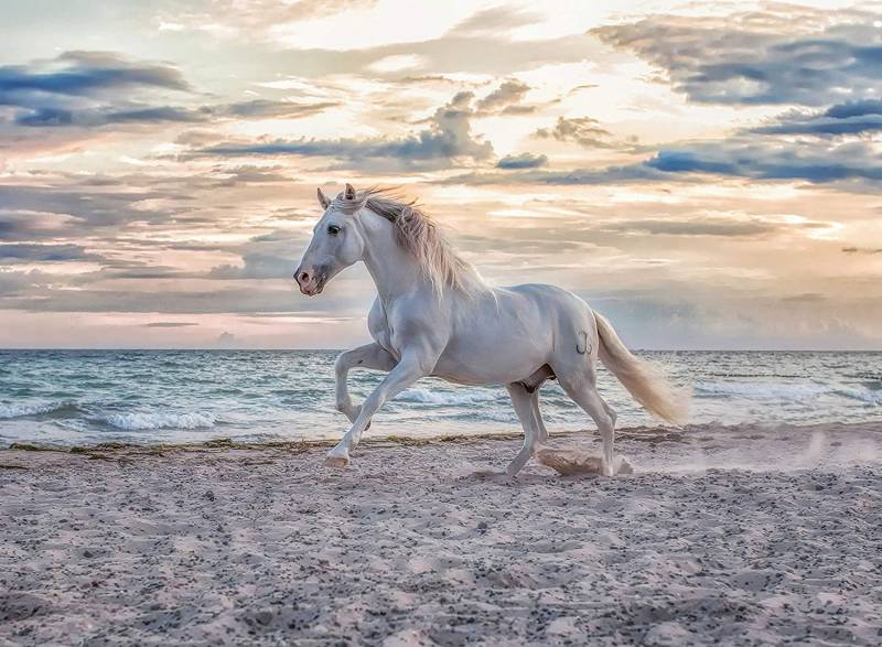 Ravensburger Horse on the Beach 500 Teile Puzzle Ravensburger-00222 von Ravensburger