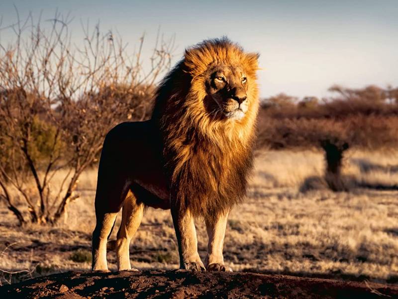 Ravensburger Löwe. Der König der Tiere 1500 Teile Puzzle Ravensburger-00733 von Ravensburger