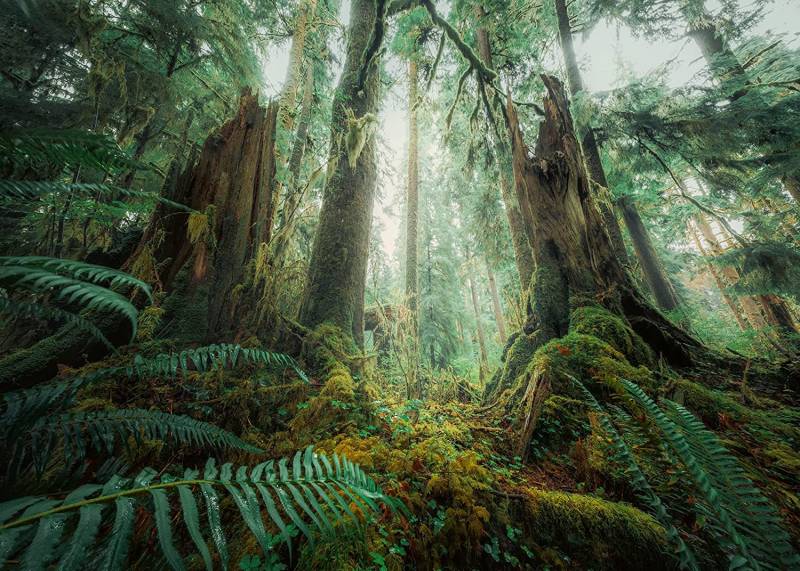 Ravensburger Nature Edition - Im Wald 1000 Teile Puzzle Ravensburger-00292 von Ravensburger