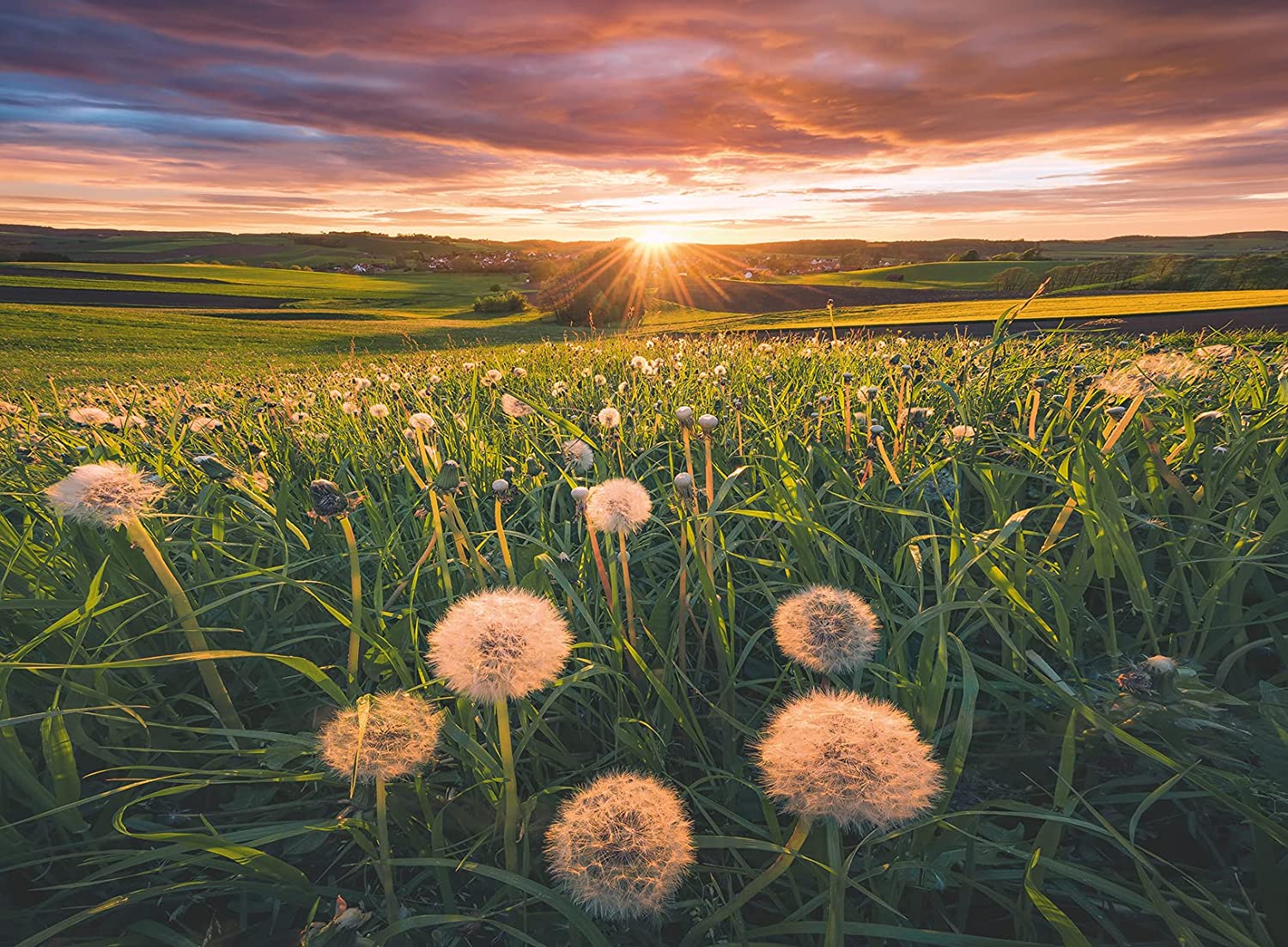 Ravensburger Nature Edition - Pusteblumen im Sonnenuntergang 500 Teile Puzzle Ravensburger-00592 Ravensburger Nature Edition - Pusteblumen im Sonnenuntergang 500 Teile Puzzle Ravensburger-00592 von Ravensburger