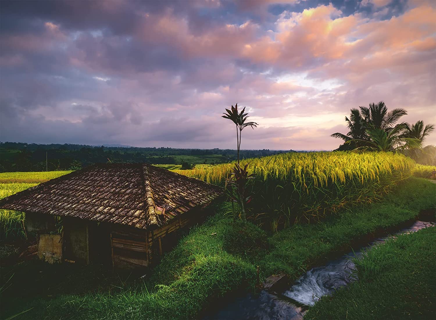 Ravensburger Nature Edition - Reisfelder im Norden von Bali 500 Teile Puzzle Ravensburger-00642 Ravensburger Nature Edition - Reisfelder im Norden von Bali 500 Teile Puzzle Ravensburger-00642 von Ravensburger