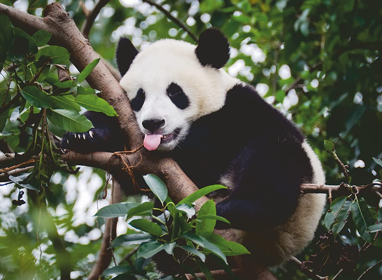 Ravensburger Panda 500 Teile Puzzle Ravensburger-00351 Ravensburger Panda 500 Teile Puzzle Ravensburger-00351 von Ravensburger