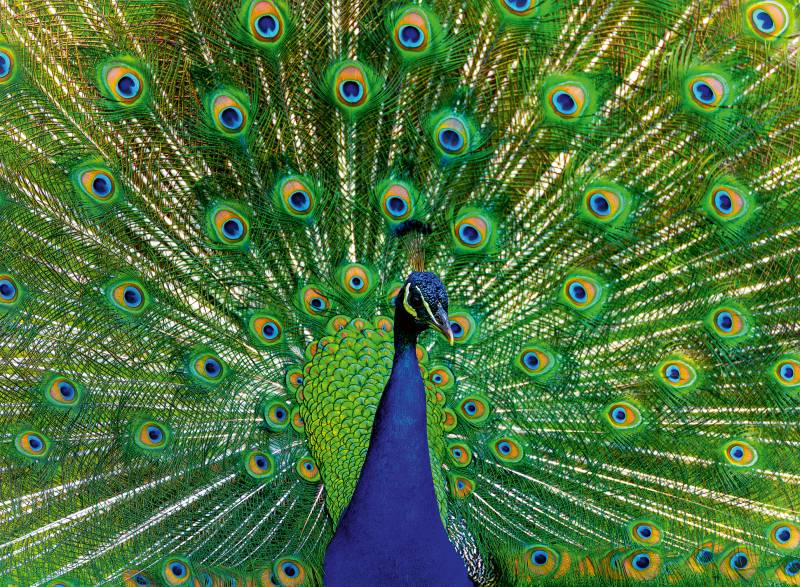 Ravensburger Peacock - Highlight Puzzle - Bunte Tiere 500 Teile Puzzle Ravensburger-01332 von Ravensburger