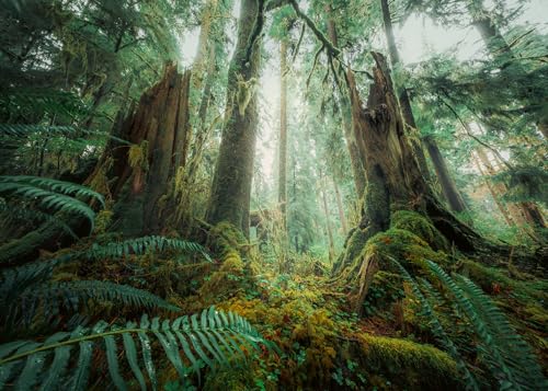 Ravensburger Puzzle Nature Edition 12000292 - Faszinierender Wald - 1000 Teile Puzzle für Erwachsene und Kinder ab 14 Jahren Ravensburger Puzzle Nature Edition 12000292 - Faszinierender Wald - 1000 Teile Puzzle für Erwachsene und Kinder ab 14 Jahren von Ravensburger