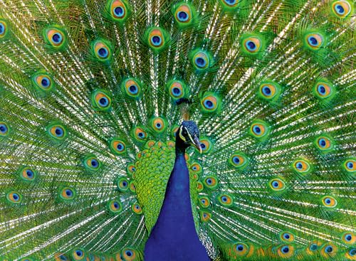 Ravensburger Puzzle 12001332, Colorful Animals - Pfau - 500 Teile Puzzle für Erwachsene und Kinder ab 12 Jahren Ravensburger Puzzle 12001332, Colorful Animals - Pfau - 500 Teile Puzzle für Erwachsene und Kinder ab 12 Jahren von Ravensburger