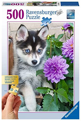 Ravensburger Puzzle 13682 - Putziger Husky - 500 Teile Puzzle für Erwachsene und Kinder ab 10 Jahren Ravensburger Puzzle 13682 - Putziger Husky - 500 Teile Puzzle für Erwachsene und Kinder ab 10 Jahren von Ravensburger