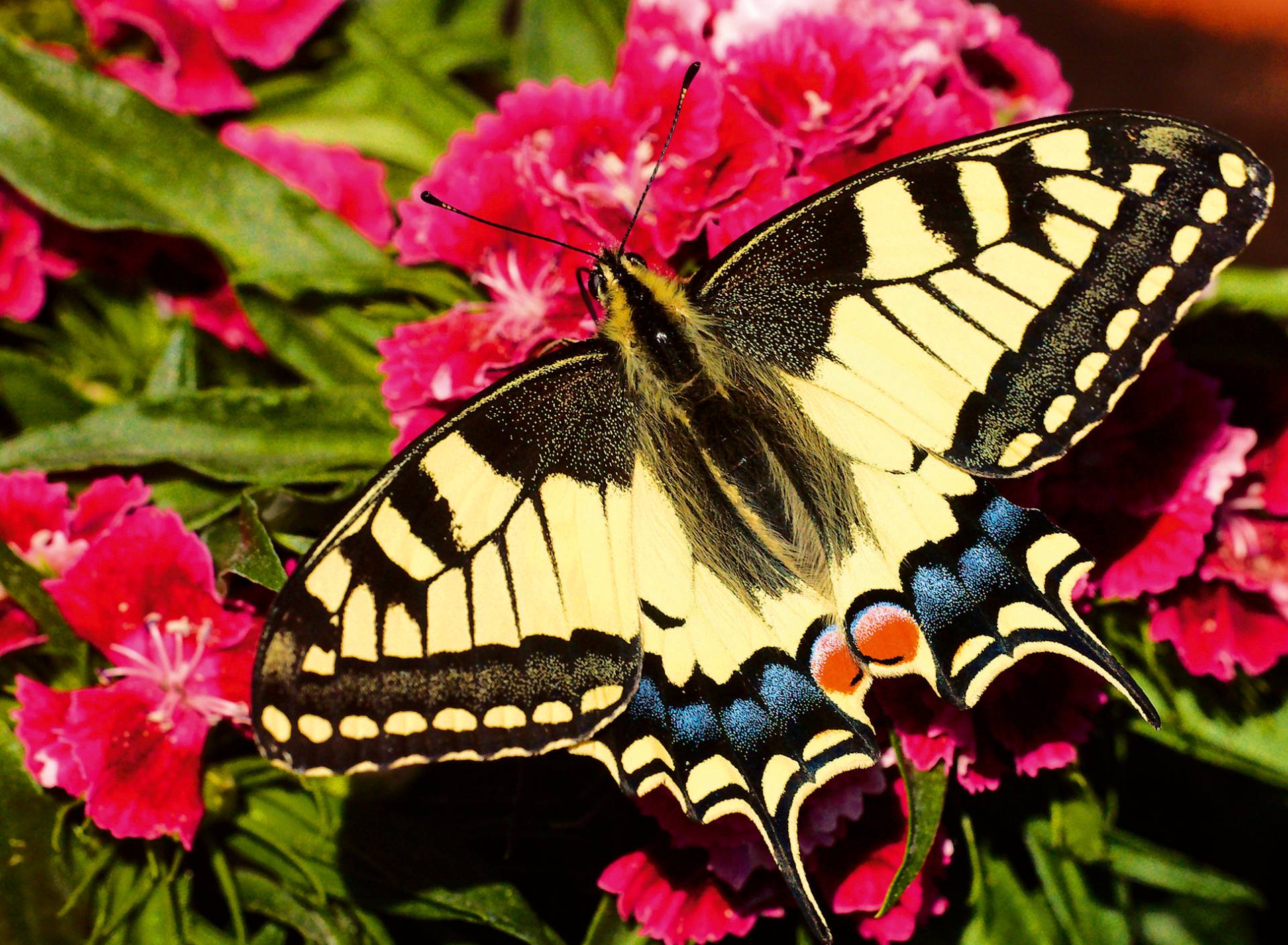 Ravensburger Schmetterling - Highlight Puzzle - Bunte Tiere 500 Teile Puzzle Ravensburger-01335 Ravensburger Schmetterling - Highlight Puzzle - Bunte Tiere 500 Teile Puzzle Ravensburger-01335 von Ravensburger