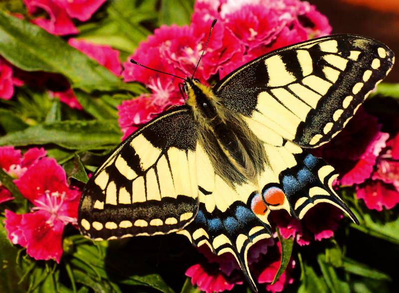 Ravensburger Schmetterling - Highlight Puzzle - Bunte Tiere 500 Teile Puzzle Ravensburger-01335 von Ravensburger