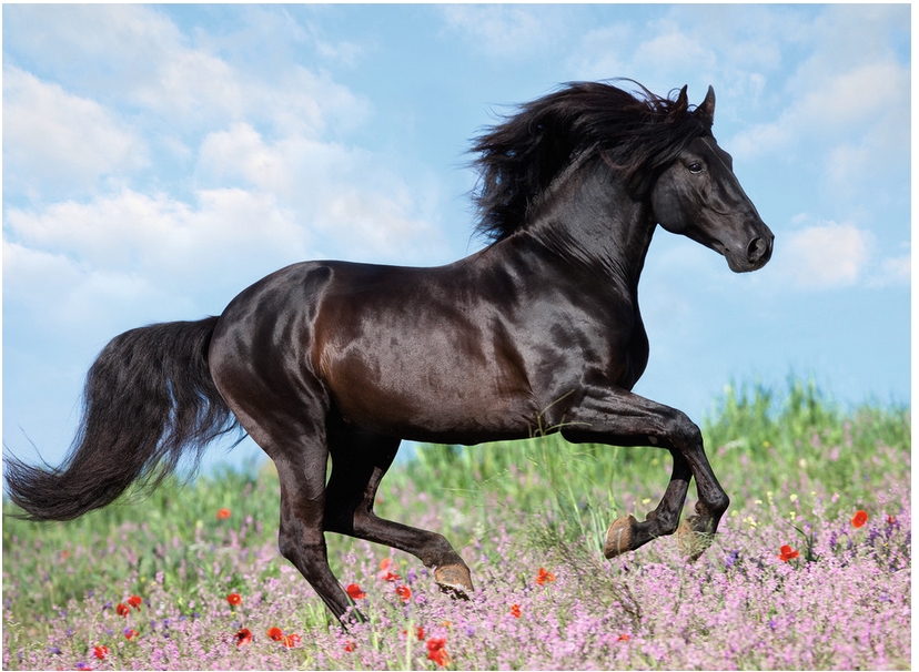 Ravensburger Schwarzer Hengst 200 Teile Puzzle Ravensburger-12803 Ravensburger Schwarzer Hengst 200 Teile Puzzle Ravensburger-12803 von Ravensburger