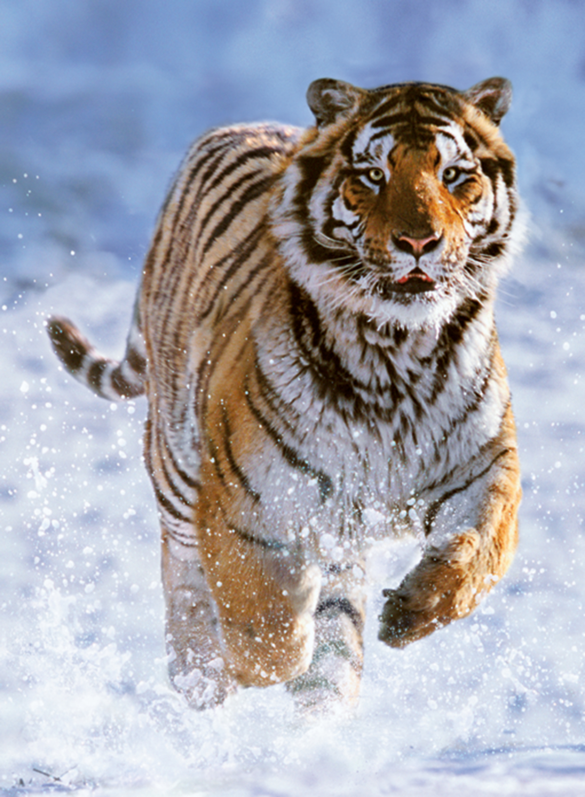 Ravensburger Tiger im Schnee 500 Teile Puzzle Ravensburger-00148 Ravensburger Tiger im Schnee 500 Teile Puzzle Ravensburger-00148 von Ravensburger
