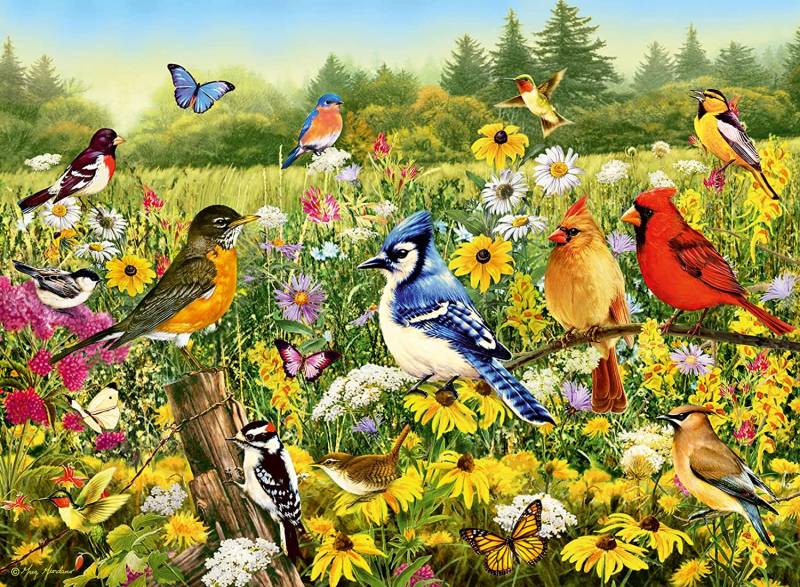 Ravensburger Vögel 500 Teile Puzzle Ravensburger-00336 von Ravensburger