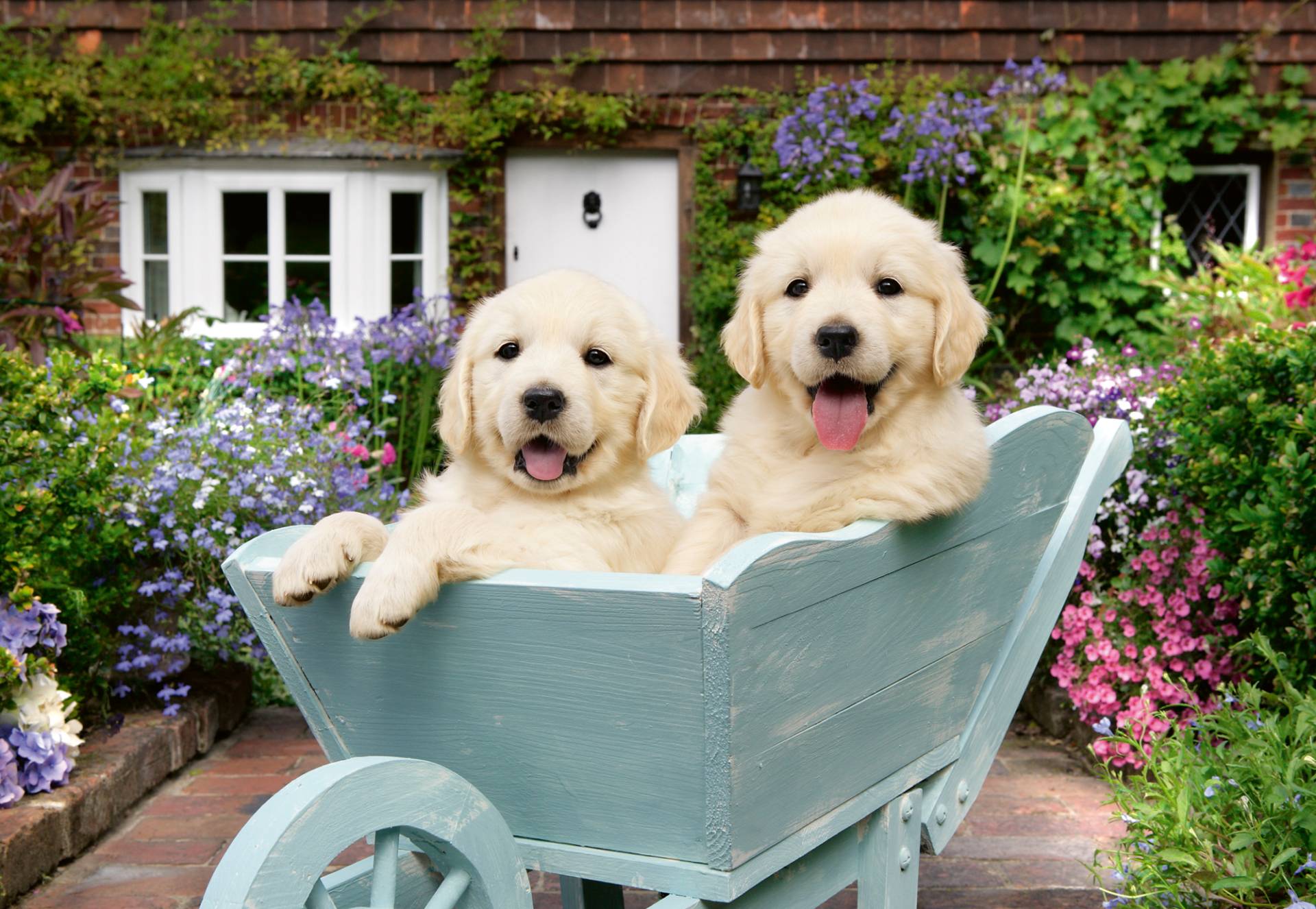 Ravensburger Wellness & Puzzle - Golden Retriever 200 Teile Puzzle Ravensburger-01368 Ravensburger Wellness & Puzzle - Golden Retriever 200 Teile Puzzle Ravensburger-01368 von Ravensburger