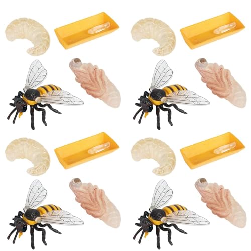 Reinscer Packung mit 12 Insekten Figuren Lebens Zyklus der Honigbiene Realistische Insekten Figuren Spielzeug Pädagogisches Modell Spielzeug von Reinscer