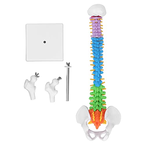Resefinem Wirbelsäulenmodell zum Lernen und Unterrichten hervorragender Simulation der echten menschlichen Wirbelsäule mit Farbcodierung und Oberschenkelknochen -Set -Kit PVC von Respicefinem