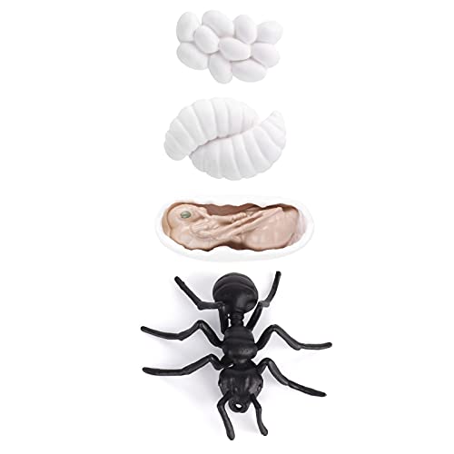 RiToEasysports Insekten Lebenszykluswachstum Modell Spielzeug Bildungsfiguren Reales Design für Lernen mit Vinylmaterial Sicher für Schulprojekte (#2) von RiToEasysports
