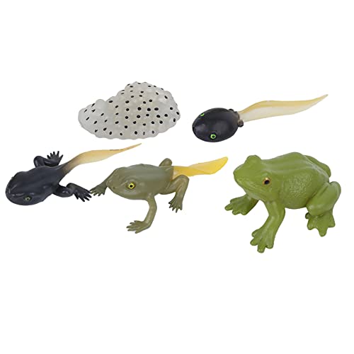 RiToEasysports Kaulquappe-Frosch-Spielzeug-Set, Ranidae-Wachstumszyklus-Modell für Kinder, Miniatur-Simulationstier für Frühe Bildungshilfen, Lehr-Statue-Spielzeug von RiToEasysports