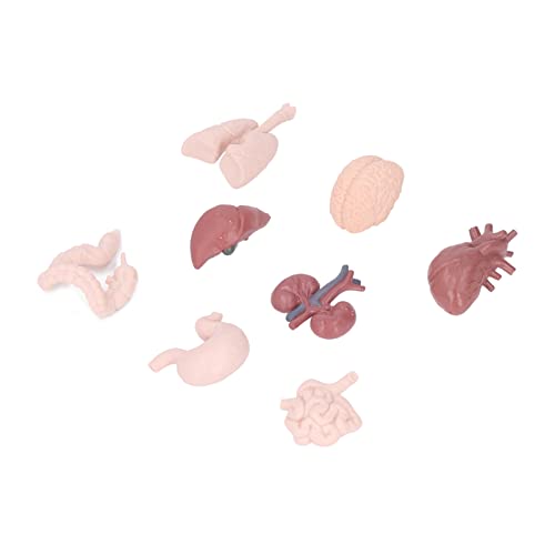 RiToEasysports Menschliches Organmodell, Kinder Wissenschaft Bildung Spielzeug Simulation Körper Anatomie Lernwerkzeug Gehirn Herz Lunge Leber Magen Nieren für Den Unterricht Handspielzeug RiToEasysports Menschliches Organmodell, Kinder Wissenschaft Bildung Spielzeug Simulation Körper Anatomie Lernwerkzeug Gehirn Herz Lunge Leber Magen Nieren für Den Unterricht Handspielzeug von RiToEasysports