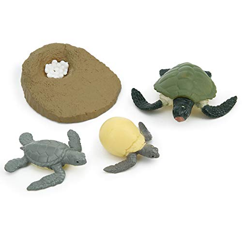RiToEasysports Simulation Animal Life Cycle Model, Lernen Spielzeug für (Wachstumszyklus der Schildkröte) von RiToEasysports