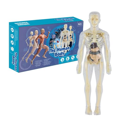 Rifuli # 3D-Modell des menschlichen Körpers, Torso, für Kinder, Anatomiemodell, menschliches Körpermodell, abnehmbare Teile, Bildungsmodell, pädagogisches Wissenschaftsset, (Clear, One Size) von Rifuli