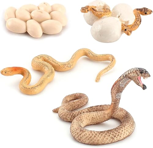 Rismise Schlange Wachstumszyklus Cobra Wachstumszyklus Modell Figuren Spielzeug Mini Cobra Schlange Figur Schlange Lebenszyklus Figur Lernspielzeug Schlange Tier Trick Reptil Halloween Prank Requisite Rismise Schlange Wachstumszyklus Cobra Wachstumszyklus Modell Figuren Spielzeug Mini Cobra Schlange Figur Schlange Lebenszyklus Figur Lernspielzeug Schlange Tier Trick Reptil Halloween Prank Requisite von Rismise