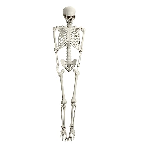 170cm Skelett Lebensgroß, Halloween Skelett Mit Beweglichen Gelenken, Realistisches Plastik-Skelett Für Gruselige Deko Outdoor & Indoor, Für Halloween Party und Garten Dekoration (Weiß) von Roadoor