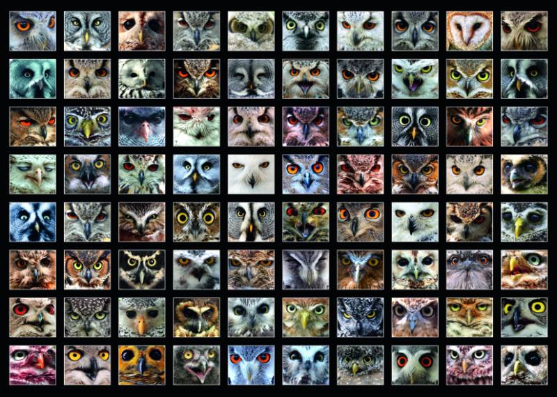 Roovi Collage - Eulen 1000 Teile Puzzle Roovi-74331 Roovi Collage - Eulen 1000 Teile Puzzle Roovi-74331 von Roovi