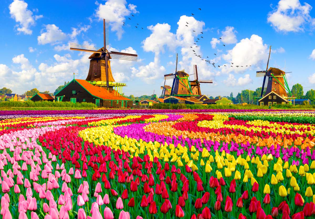 Roovi Dutch Windmills, Netherlands 1000 Teile Puzzle Roovi-79916 von Roovi